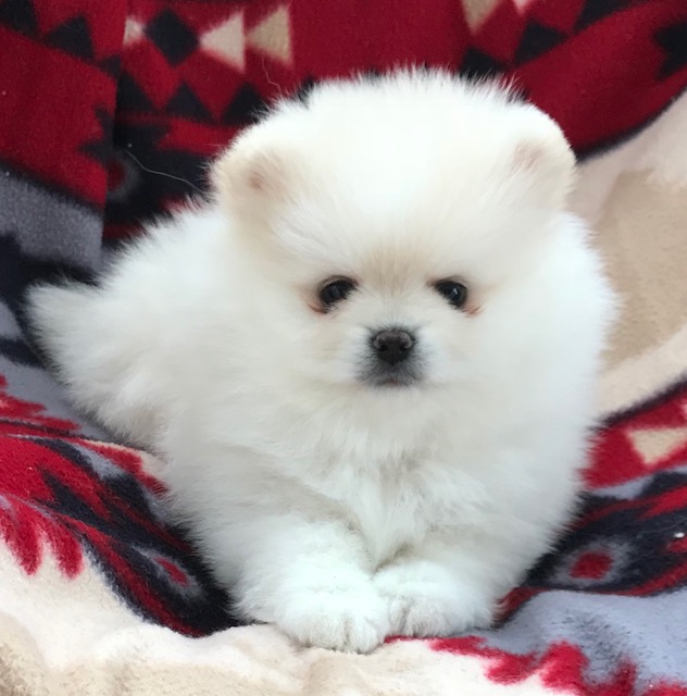 Available Poms | Avalon Pomeranians