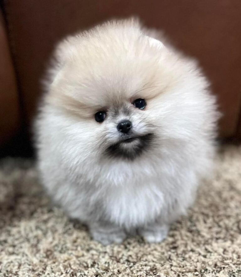 Available Poms | Avalon Pomeranians